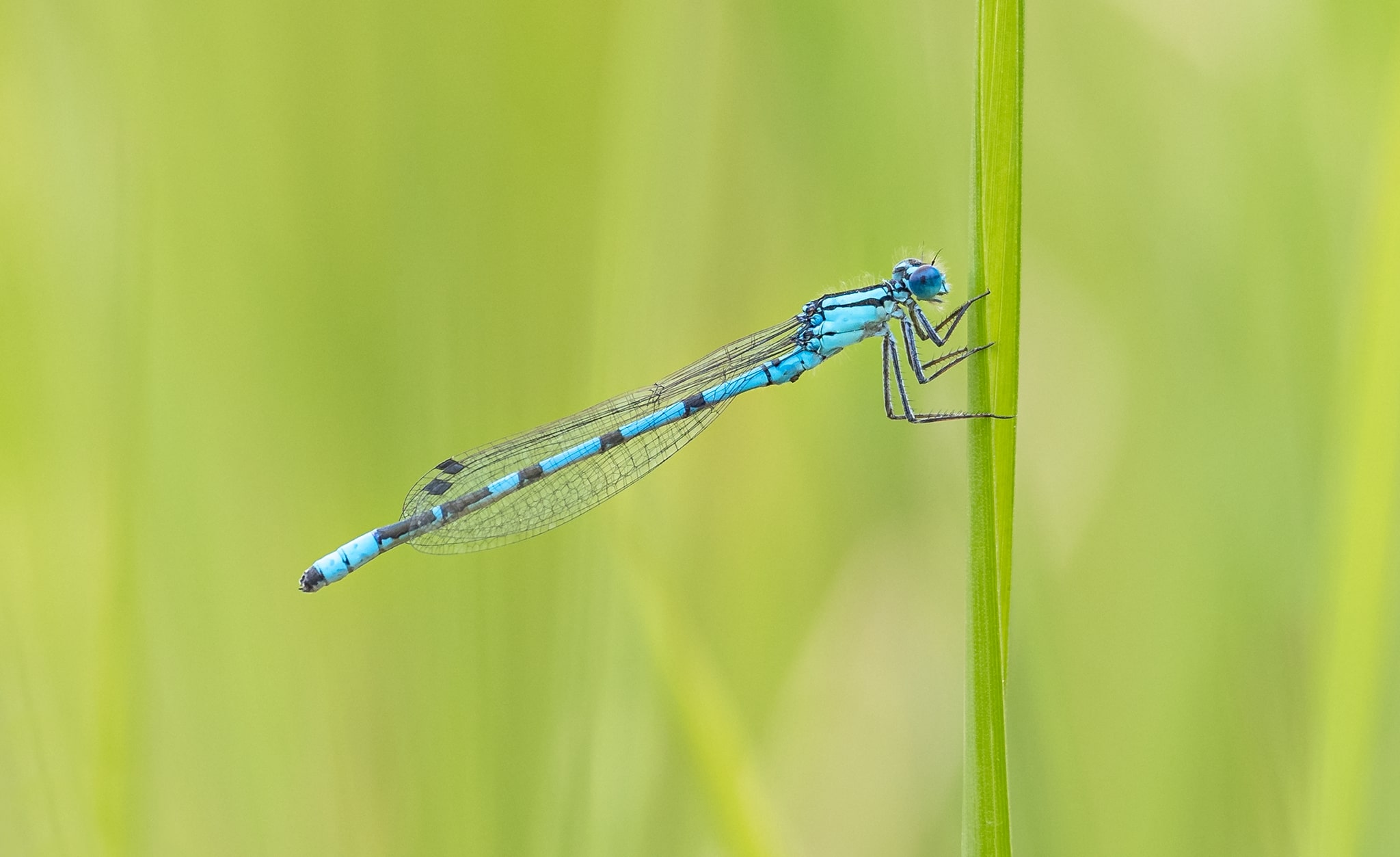 Blue Damselfly